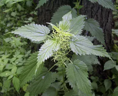 Wild Edible & Medicinal Plants Course - Alderleaf - Course Image 1