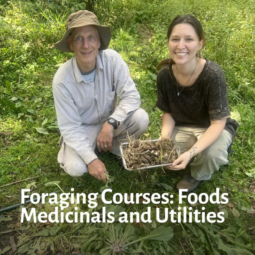 Foraging Courses: Foods Medicinals and Utilities - Course Image 1